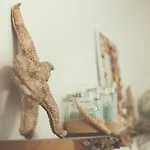 Le Ferule مانفريدونيا
